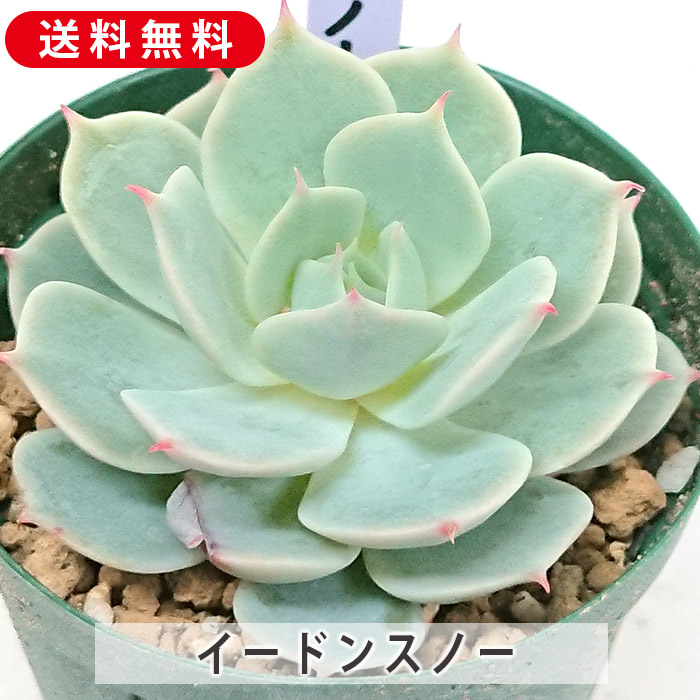 多肉植物　葉挿し　マディバ　4個 楽天市場】多肉植物 マディバ エケベリア属 カット小苗 多肉 寄せ植え