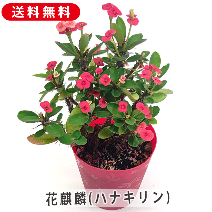 花麒麟　濃いピンク　鉢植え　【親株】 花麒麟 濃いピンク 鉢植え 観葉植物