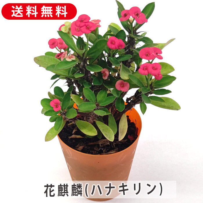 花麒麟　濃いピンク　鉢植え　【親株】 楽天市場】花キリン 4号サイズ 2色セット 鉢花 キリン 赤 レッド