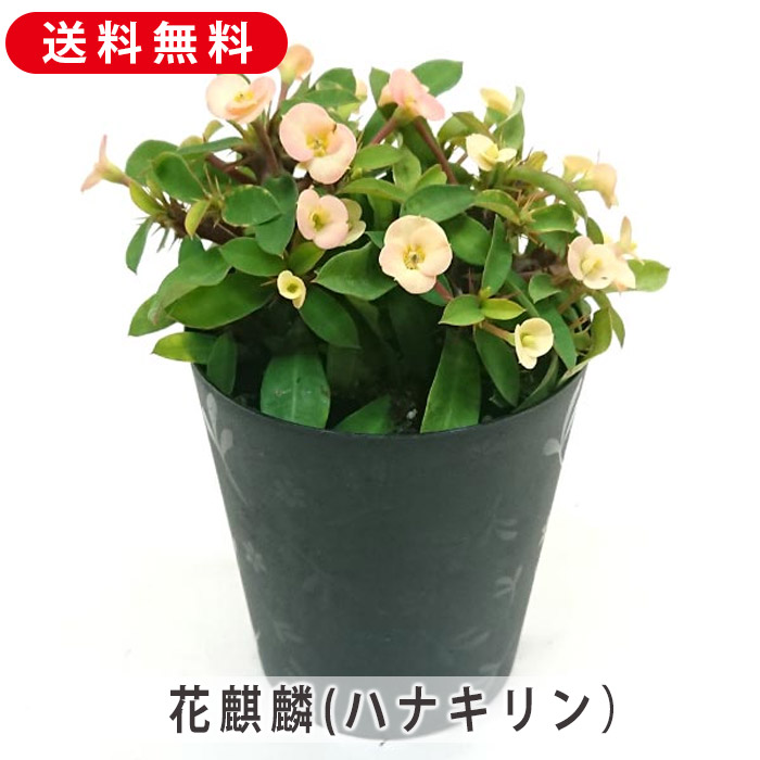 楽天市場】花キリン 4号サイズ 2色セット 鉢花 キリン 赤 レッド