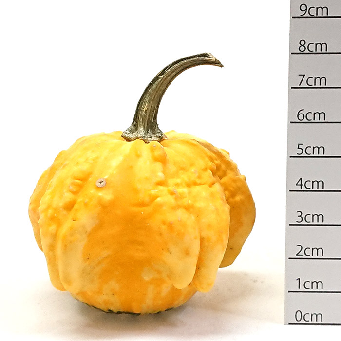 楽天市場】☆セール！数量限定！ハロウィン ふわふわかぼちゃ