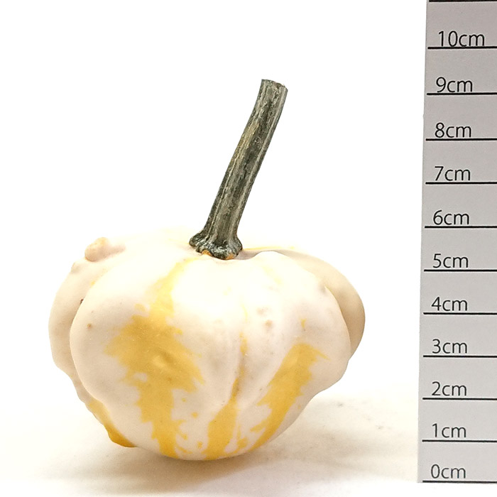 かぼちゃ  楽天市場】☆セール！数量限定！ハロウィン ふわふわかぼちゃ