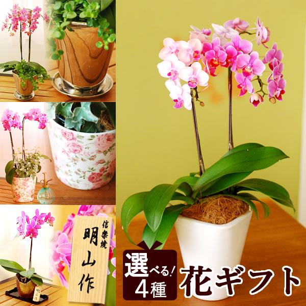 楽天市場 選べる4種 送料無料 誕生日プレゼント 胡蝶蘭 ミディ胡蝶蘭 4 5号 信楽焼 陶器 鉢 花 母 生花 おばあちゃん お祝い 女友達 男性 女性 お祝い ギフト 結婚祝い 還暦祝い 出産祝い 御中元 お中元 椎名洋蘭園 誕生日 プレゼント ギフト 花コラボ