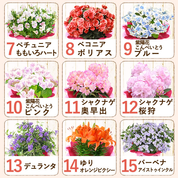 楽天市場 母の日プレゼント 紫陽花 あじさい アジサイ ダリア 生花 鉢植え 5号 送料無料 花とスイーツギフト お菓子付き お母さんに人気のギフトセット 静岡 プレゼント ギフト 花コラボ