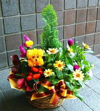 送別　卒業 おまかせ 定番プランツアレンジメント 花 人気ランキング 花ギフト 花束 結婚記念日　（誕生日 などにも） バラ 就任　送別 ６５