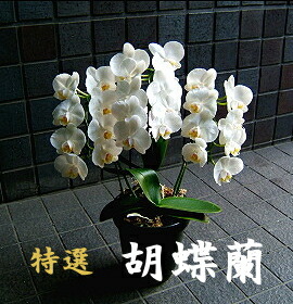貨物輸送無料 父の日 夢見鳥蘭 3本立ち～5本立ち 中輪 白