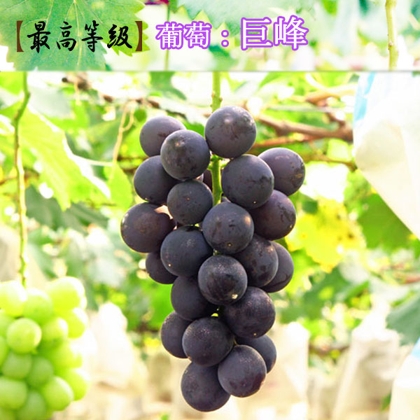 楽天市場】葡萄【巨峰】産直！【送料無料】※7月10日より順次発送