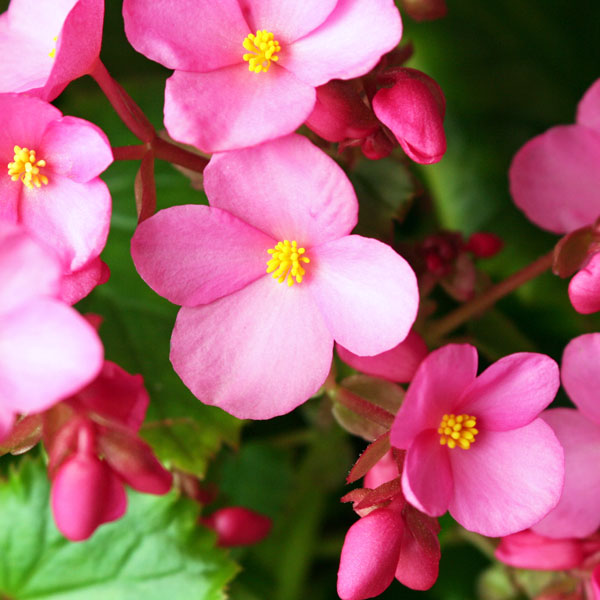 楽天市場 クリスマスベゴニア 赤 ピンクレッド 5号鉢 送料無料 品種ラブミー 生産者自家育成品 ラブユー クリスマスのプレゼントにもピッタリ 8月下旬より発送 楽ギフ メッセ入力 はな丸