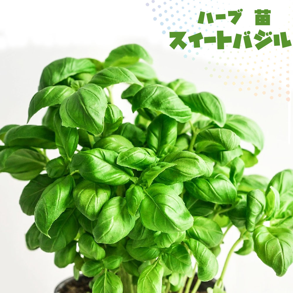 トマト 花 言葉 少し豊富な贈り物 68 割引 Saferoad Com Sa