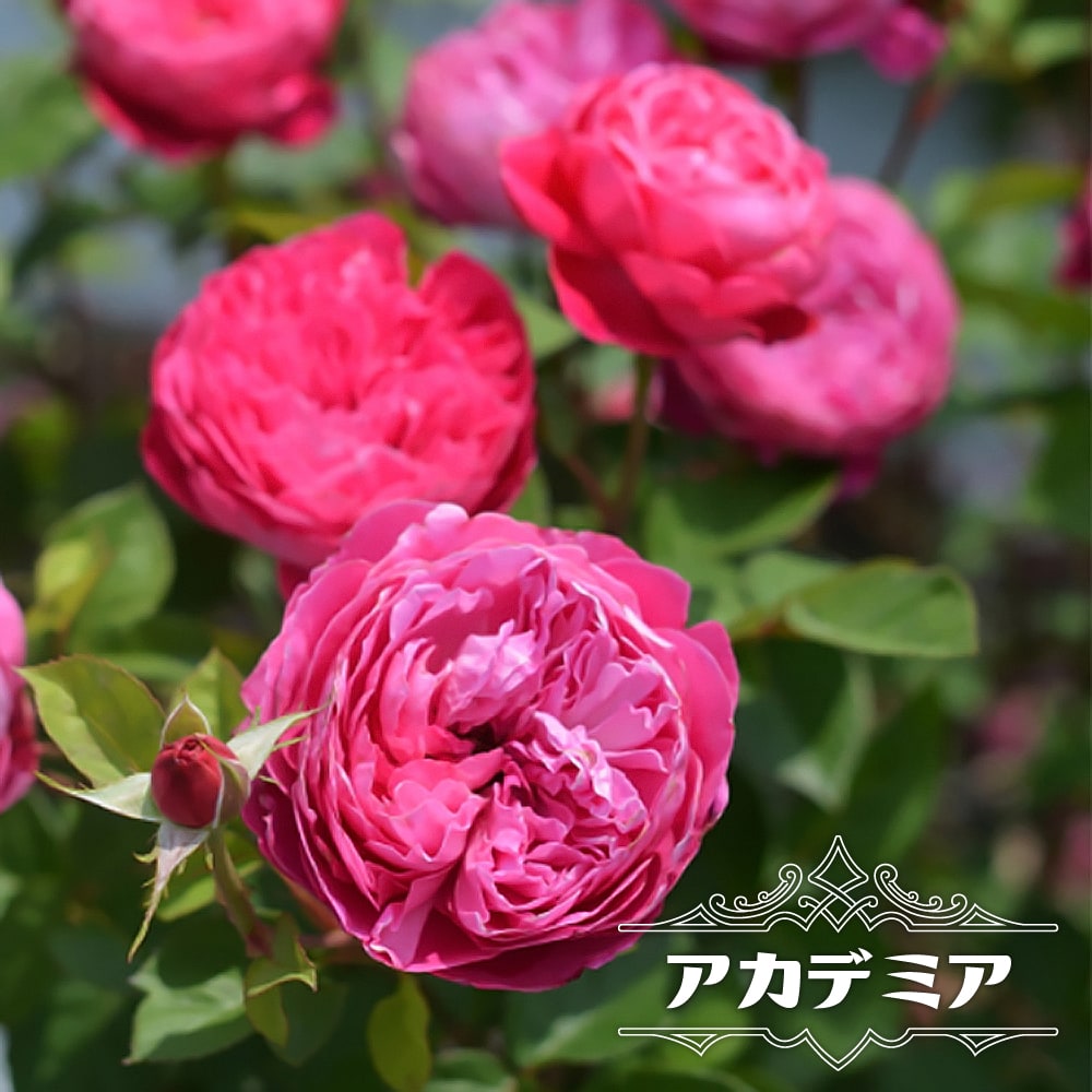 楽天市場】四季咲き強香バラ苗 【ムンステッドウッド】 2年生