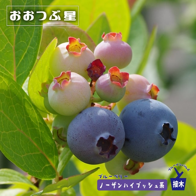 楽天市場】【おおつぶ星】 ノーザンハイブッシュ系 2年生挿木 苗