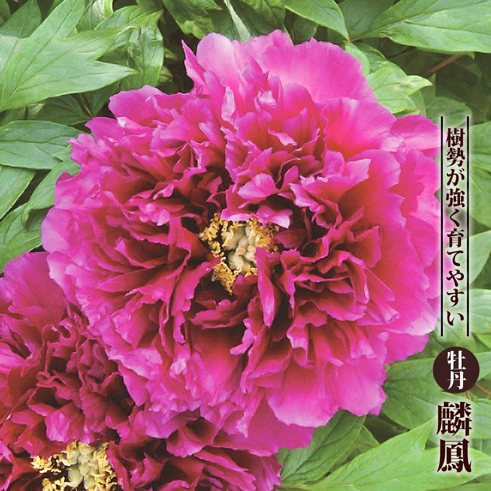 楽天市場 麟鳳 紫色 牡丹 2年生 6号スリット苗 苗木部 ｂｙ 花ひろばオンライン