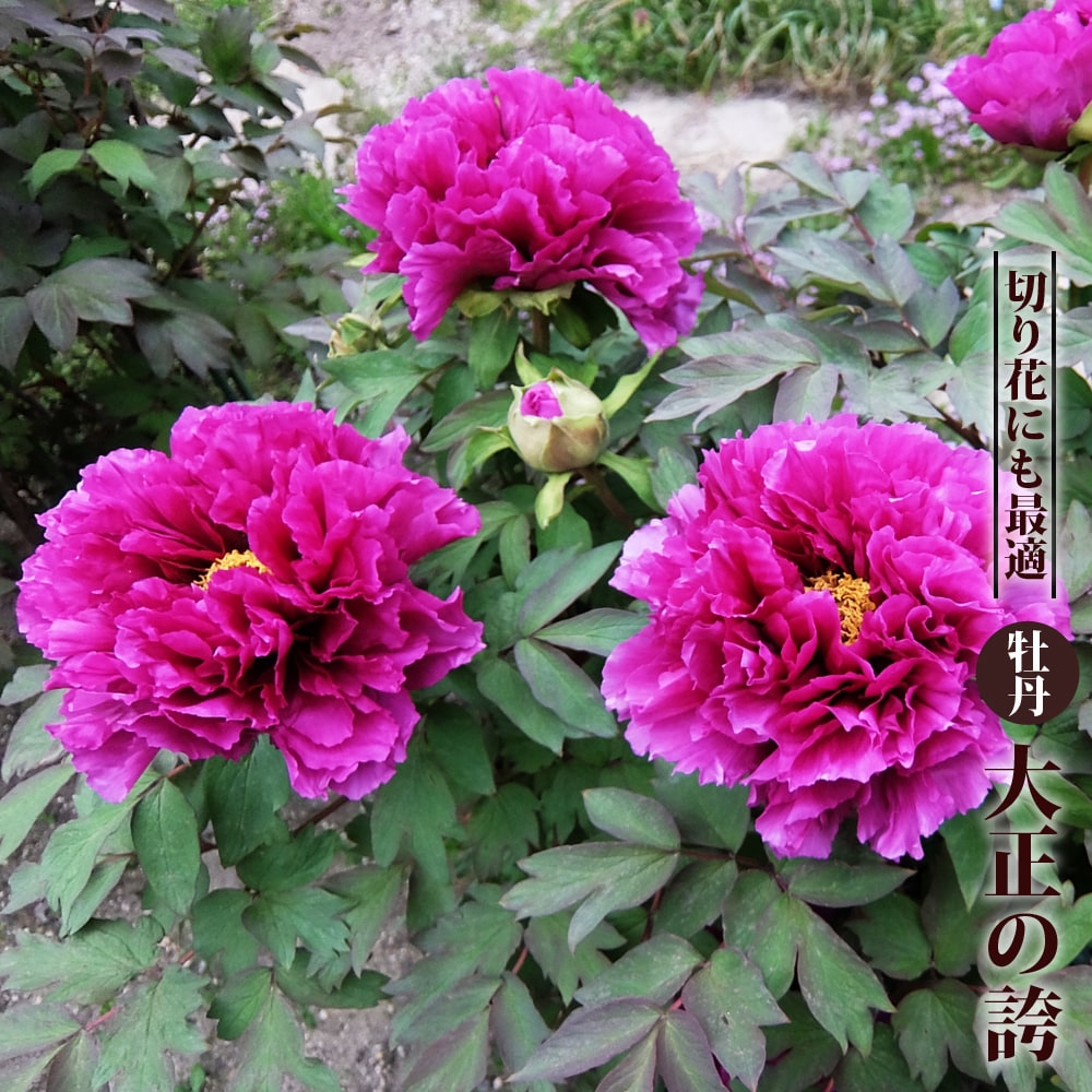 楽天市場 大正の誇 紫色 牡丹 2年生 6号スリット苗 苗木部 by 花ひろばオンライン 楽天市場 大正の誇 紫色 牡丹 2年生 6号スリット苗 苗木部 by 花ひろばオンライン