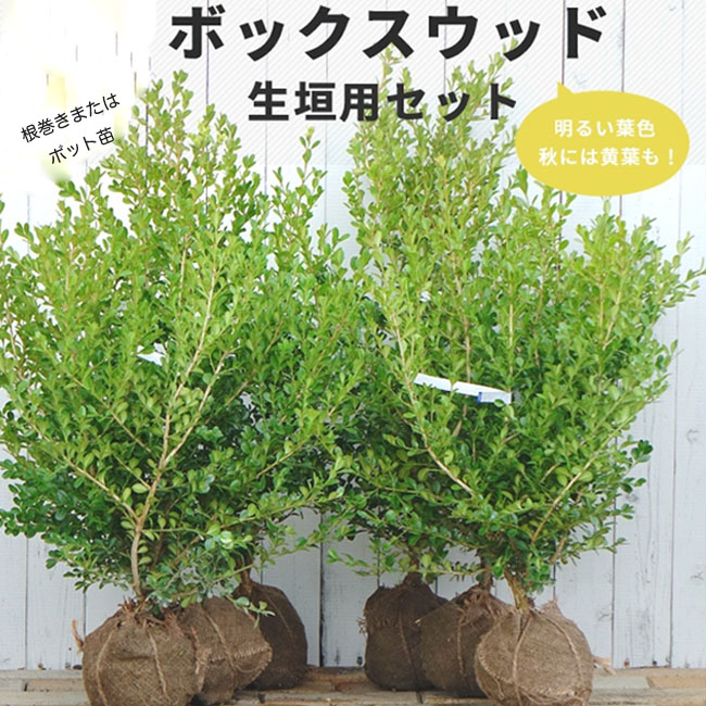 楽天市場 ボックスウッド 生垣用6本セット 根巻き苗 または6号ポット苗 苗木部 ｂｙ 花ひろばオンライン