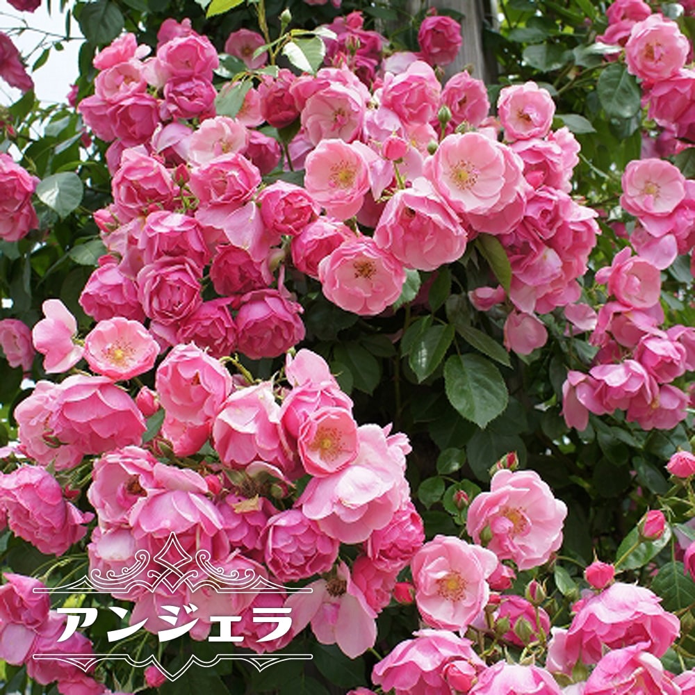 代引可 バラ苗 アンジェラ 初心者に超おすすめの四季咲きつるばら ピンク 強健 バラ 苗 つるバラ ツルバラ 薔薇 フェンス 壁面仕立て アーチ バラ苗 アンジェラ 長尺苗 つるバラ 四季咲き ピンク 強健 バラ 苗 つるばら 薔薇 フェンス 大型宅配便 沖縄