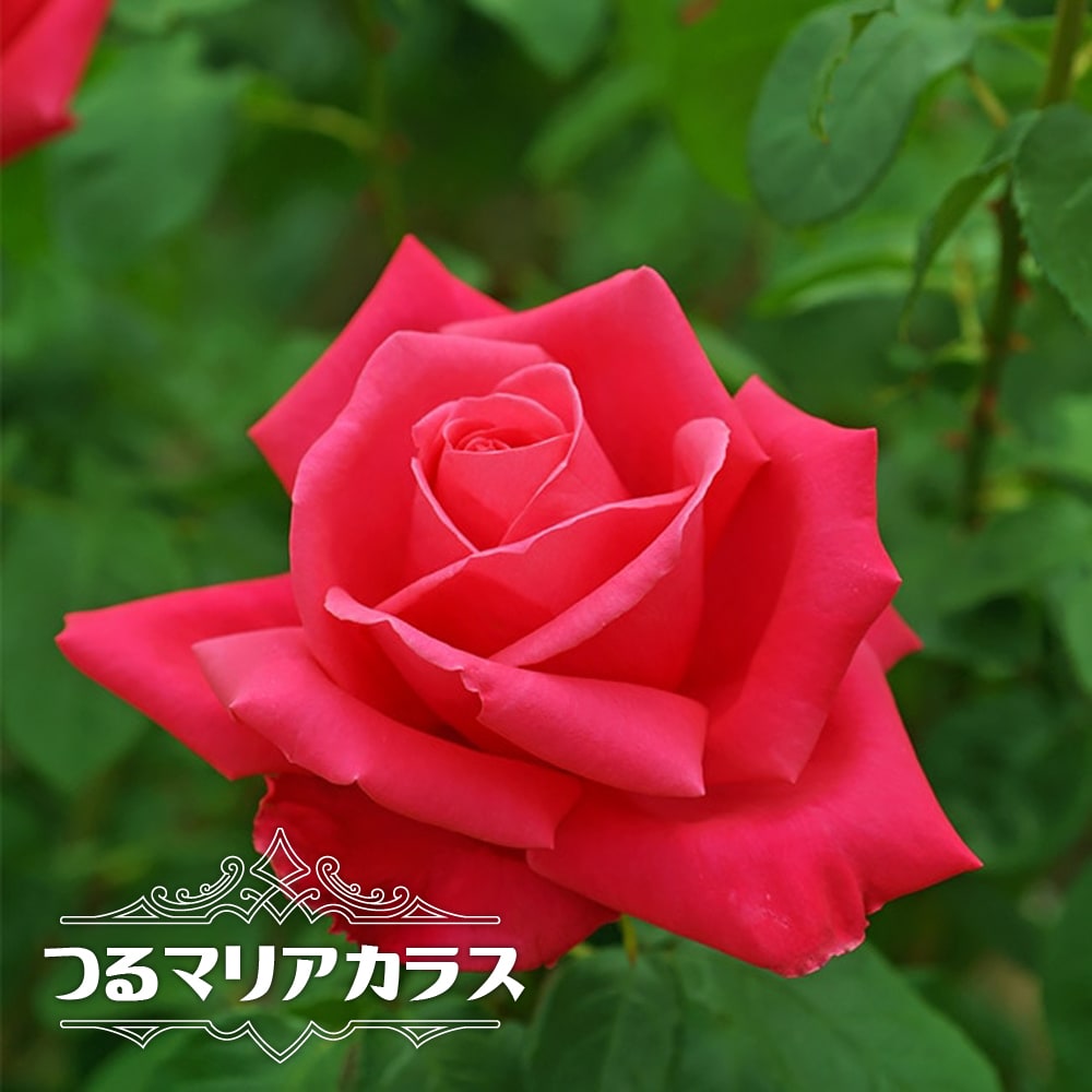 楽天市場】四季咲き強香バラ苗 【マリアカラス】 2年生大苗 6号ポット