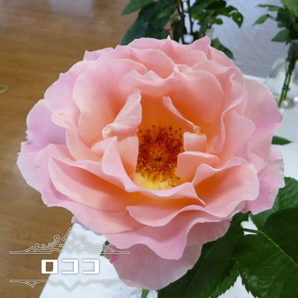 楽天市場 バラ苗 ロココ 大苗 つるバラ ピンク バラ 苗 つるばら 薔薇 Np 苗木部 ｂｙ 花ひろばオンライン