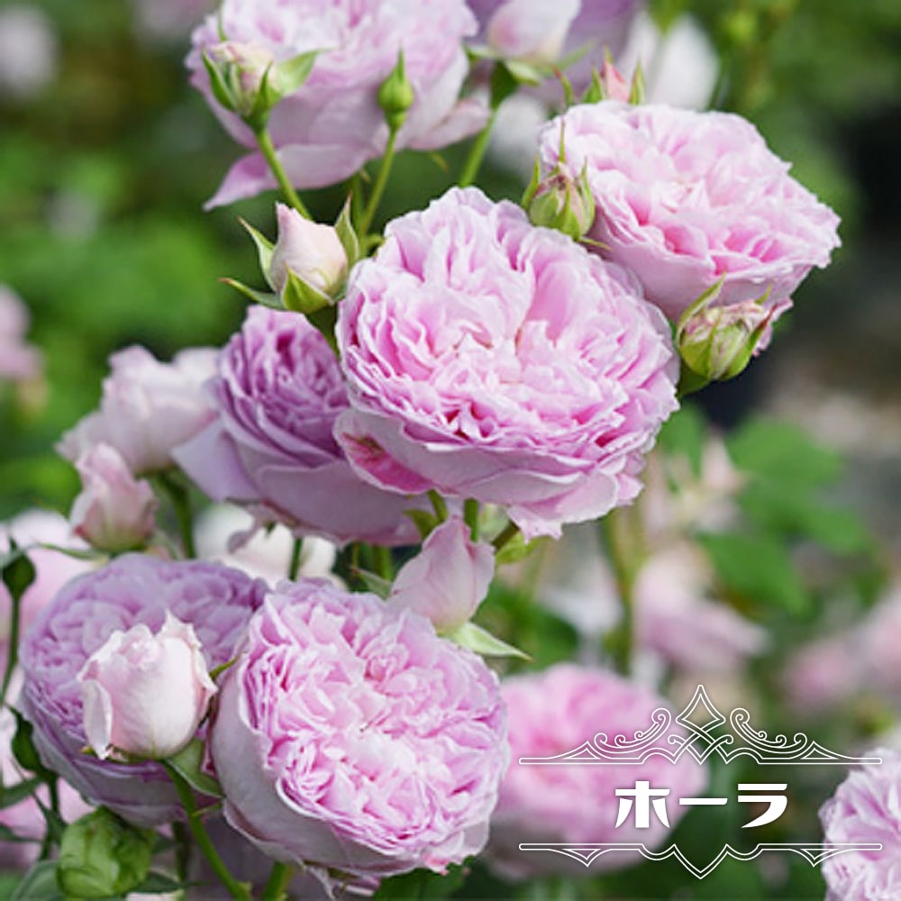 ホーラ 大苗 苗 6号ポット ピンク色 四季咲き シュラブ系 バラ