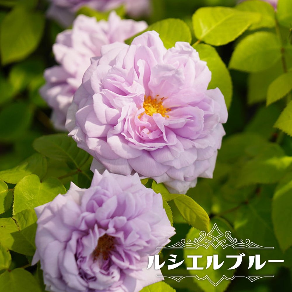 和バラ接木大苗　四季咲　多花性　微香　強健 楽天市場】四季咲き強香バラ苗 【ダブルデライト】 2年生大苗 6