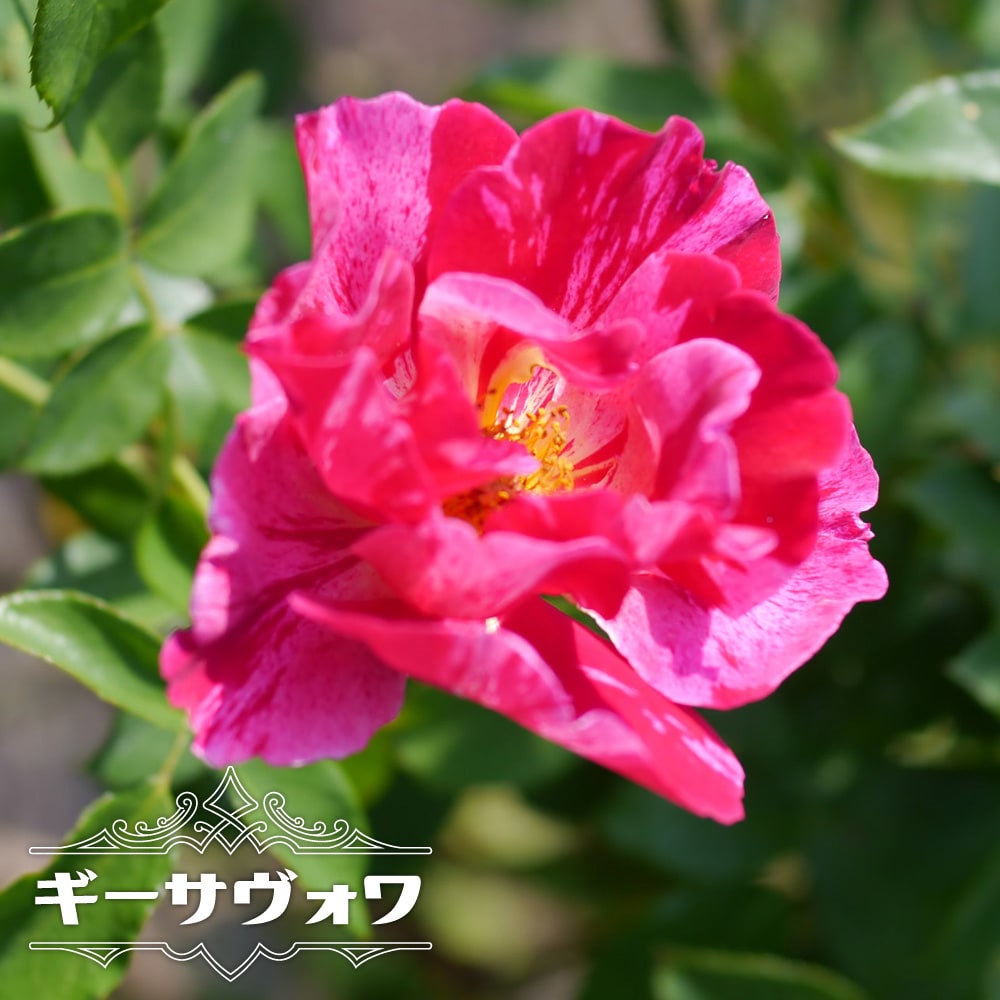 楽天市場 バラ苗 サントノーレ デルバール 国産苗 大苗 6号ポット 苗木部 by 花ひろばオンライン 楽天市場 バラ苗 サントノーレ デルバール 国産苗 大苗 6号ポット 苗木部 by 花ひろばオンライン