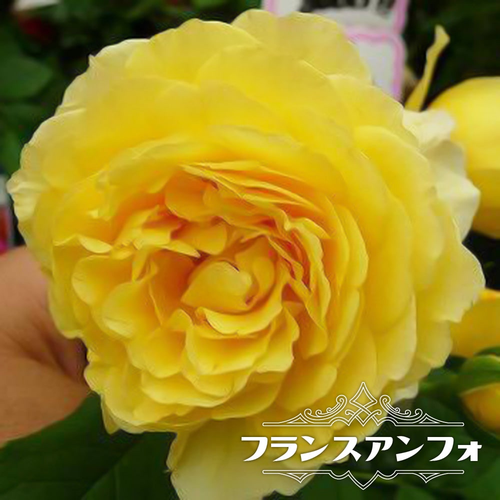 楽天市場】四季咲きバラ苗 【ジャンヌ・ダルク】 2年生大苗 登録品種