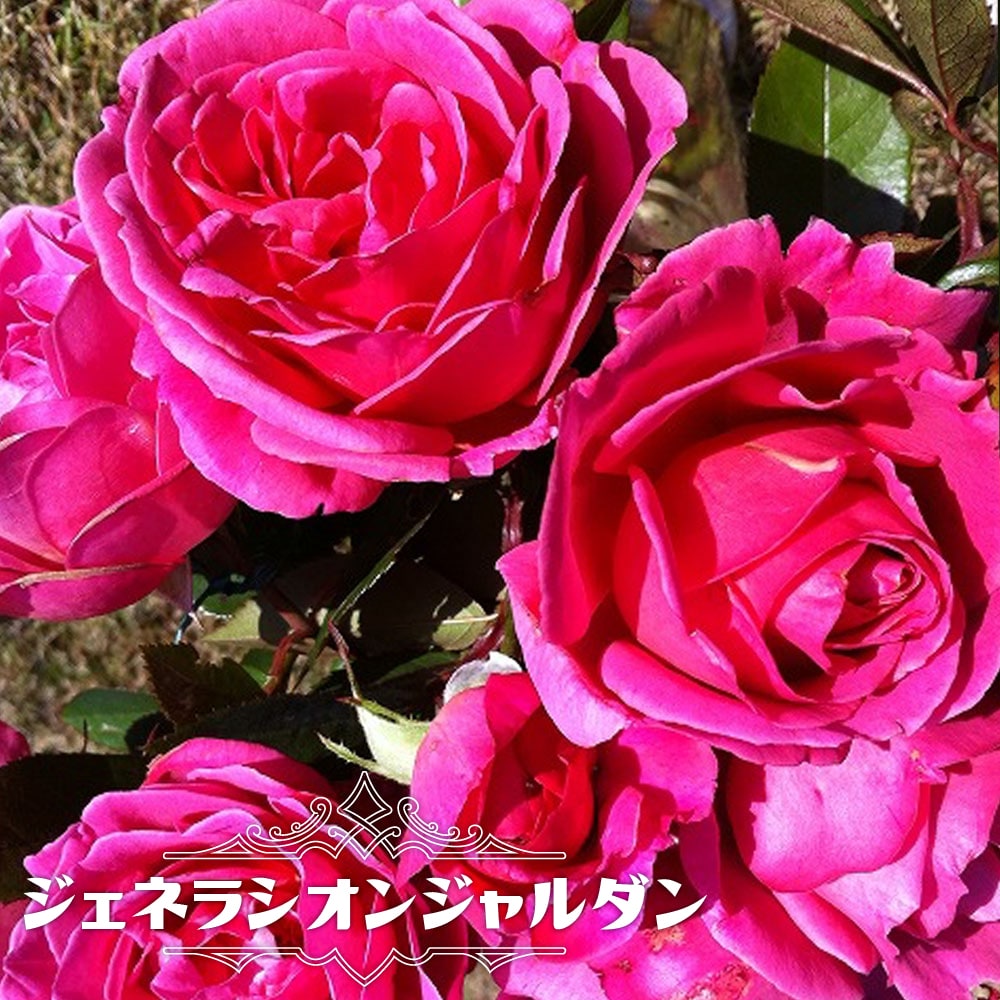 ローズ苗 ジェネラシオンジャルダン 大苗 デルバー Del 四季華 ピンク 頑健 バラ 苗 薔薇 バラ苗木 Lapsonmexico Com