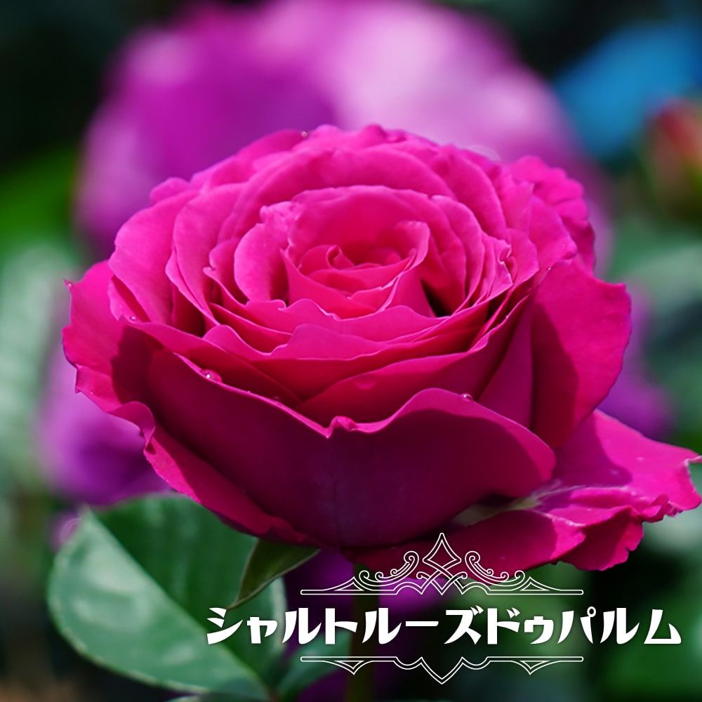 楽天市場】四季咲きバラ苗 【クレムドゥメイアン】 2年生大苗 6