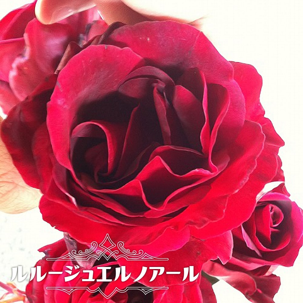 楽天市場 バラ苗 ザ メイフラワー 2年生大苗 イングリッシュローズ Er ピンク 中香 強健 バラ 苗 薔薇 バラ苗木 バラ苗 イングリッシュローズ 登録品種 品種登録 予約販売 12月 翌年1月中に順次入荷 苗木部 by 花ひろばオンライン 楽天市場 バラ苗 ザ メイフラワー 2年生大苗 イングリッシュローズ Er ピンク 中香 強健 バラ 苗 薔薇 バラ苗木 バラ苗 イングリッシュローズ 登録品種 品種登録 予約販売 12月 翌年1月中に順次入荷 苗木部 by 花ひろばオンライン