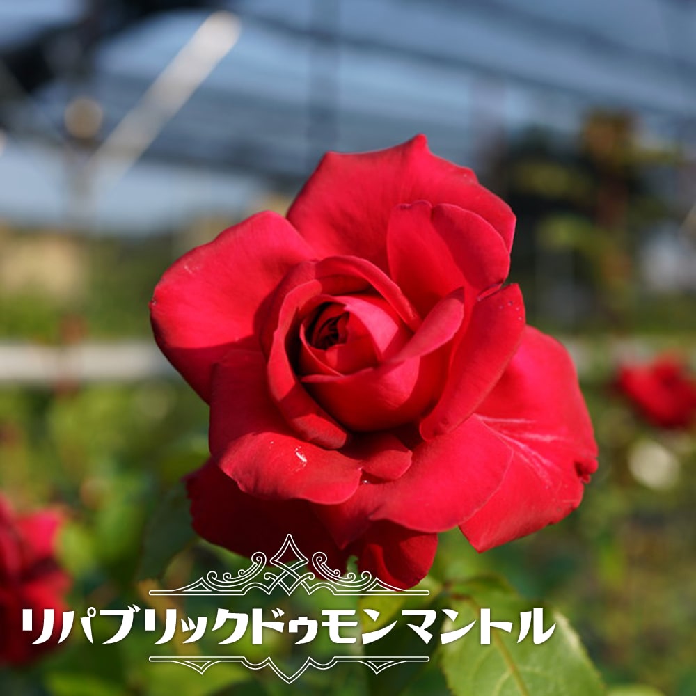 ムンステッドウッド　正規品　四季咲　強香　強健 munnsuteddouddo.jpg