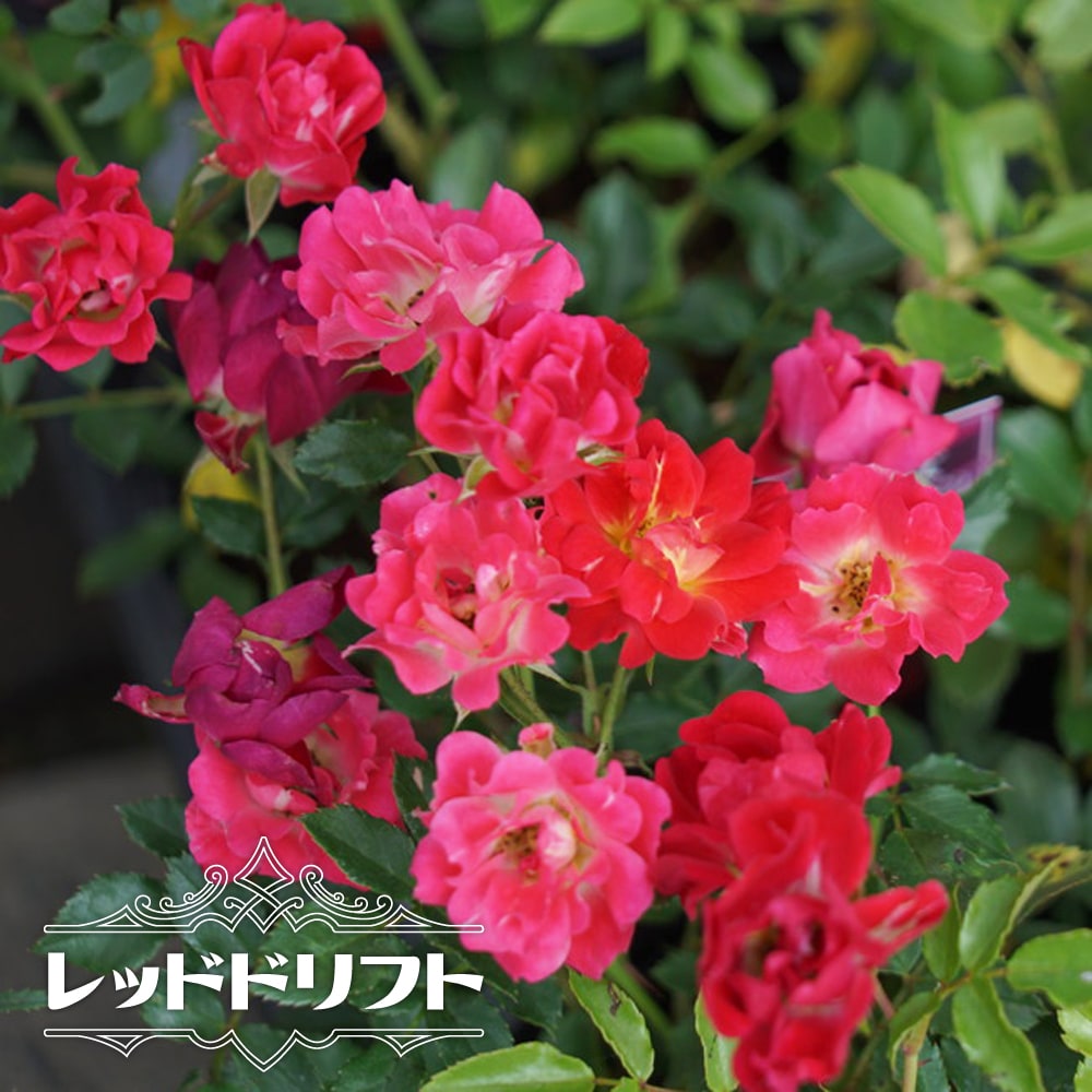 楽天市場】四季咲き修景バラ 【ドリフトローズ レッドドリフト】 4号