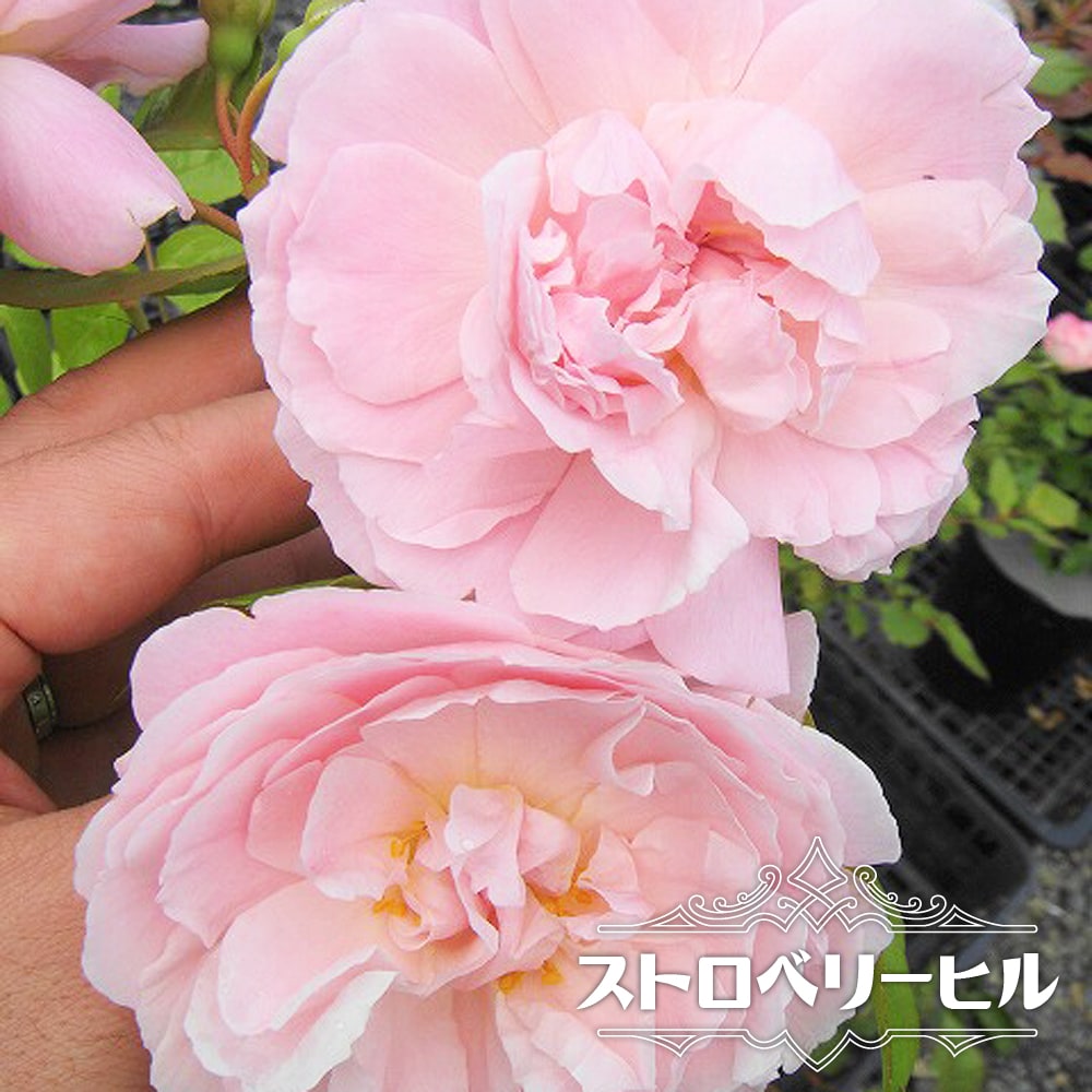 楽天市場】四季咲きバラ苗 【ヤングリシダス】 6号ポット 大苗 楽天市場】四季咲きバラ苗 【ヤングリシダス】 6号ポット 大苗
