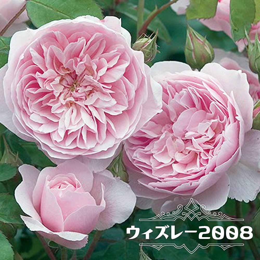 ★バラ苗★木立・四季★　アベイ ドゥ ヴァルサント　◎花弁の巻が美しく、時折ダブルセンターとなる個性的な花形♪　大株H6-23 四季咲き強香バラ苗 アベイドゥヴァルサント 2年生大苗