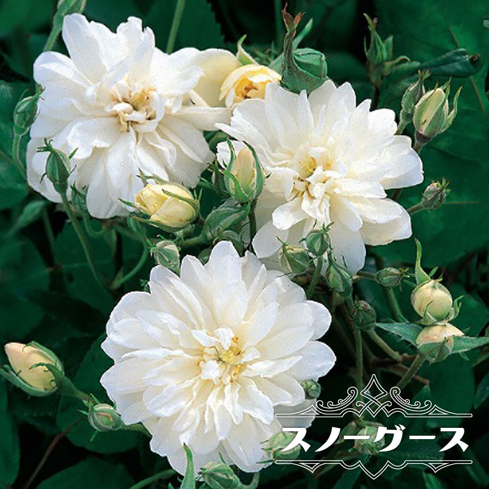 大人兵児帯【スノーホワイトプラチナシルバー】【夢想花】セット er045_01.jpg