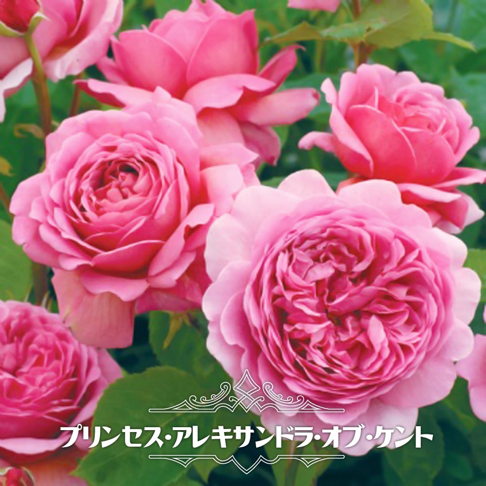 楽天市場】強香バラ苗 【ガブリエルオーク】 2年生大苗 登録品種・品種