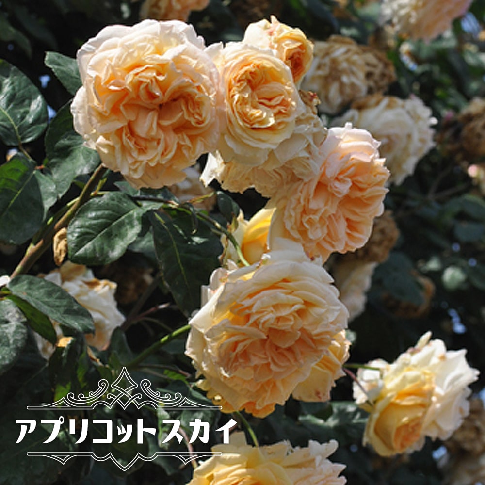 楽天市場 バラ苗 アプリコットスカイ バルニ 大苗 6号ポット アンズ色 バラ 苗 返り咲き つる性 大輪 薔薇 苗木部 ｂｙ 花ひろばオンライン