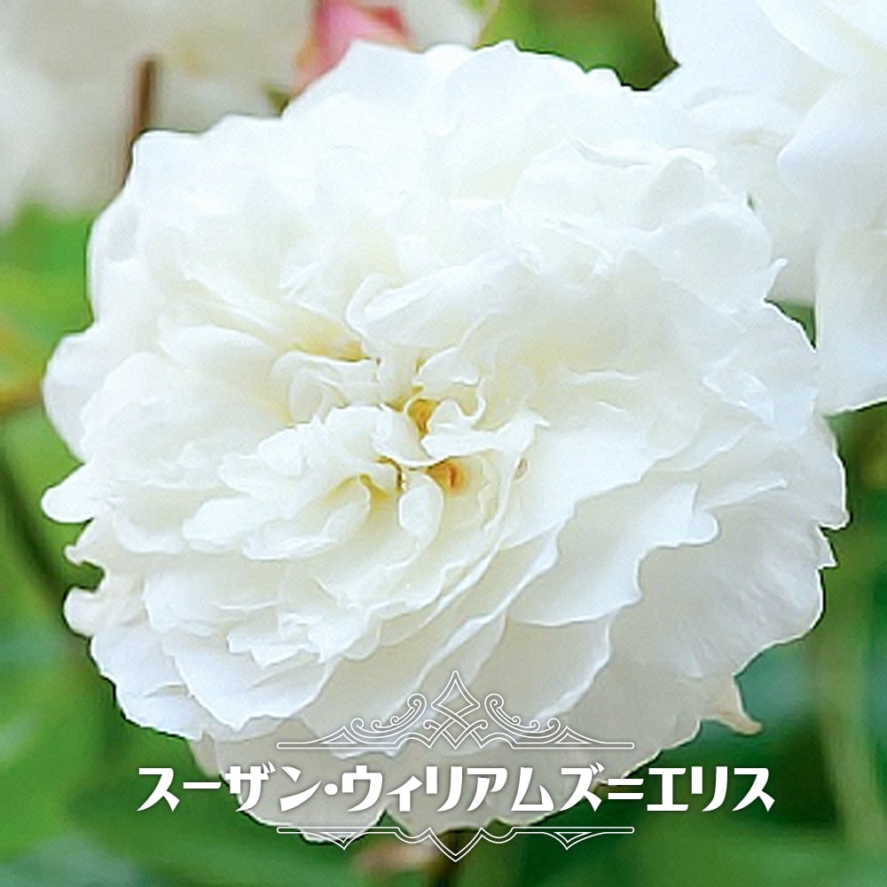 楽天市場】四季咲きつるバラ 【ザ ウェッジウッド ローズ】 2
