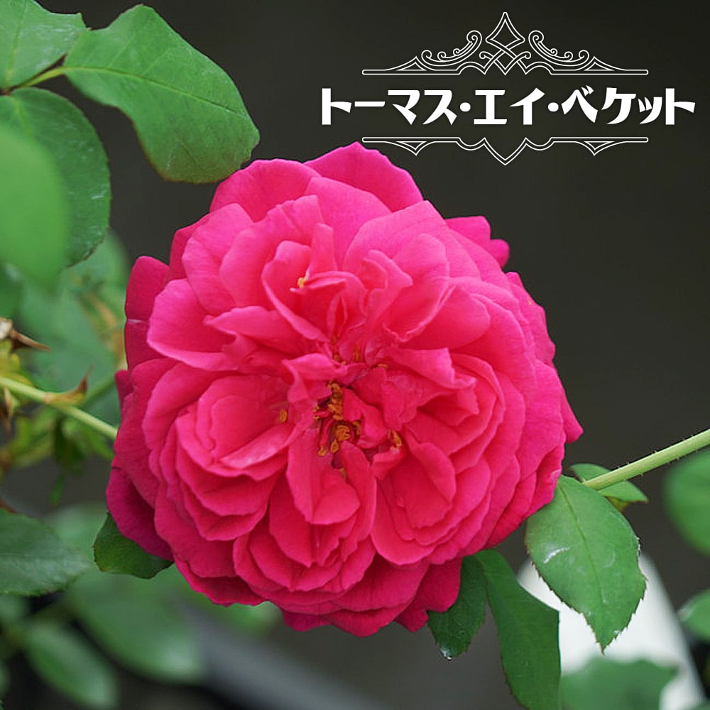 楽天市場】四季咲きバラ苗 【トーマス・エイ・ベケット】 2年生大苗