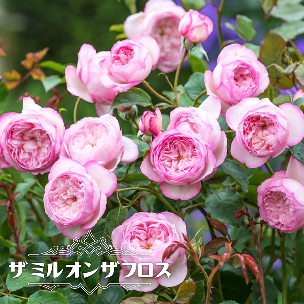 楽天市場 バラ苗 サントノーレ デルバール 国産苗 大苗 6号ポット 苗木部 by 花ひろばオンライン 楽天市場 バラ苗 サントノーレ デルバール 国産苗 大苗 6号ポット 苗木部 by 花ひろばオンライン