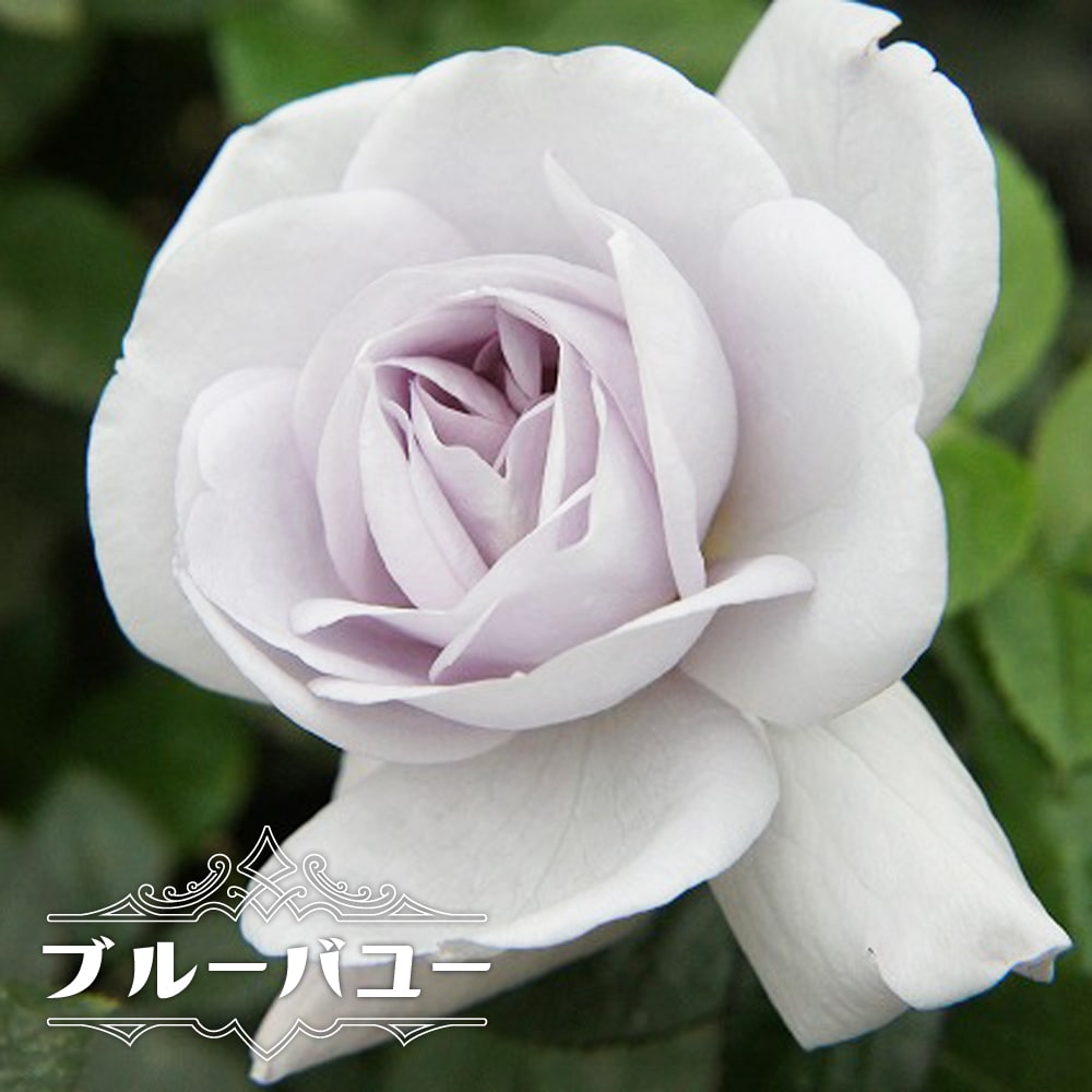 ブルーバユー 大苗 木立バラ トゲが少ない 四季咲き 青紫色