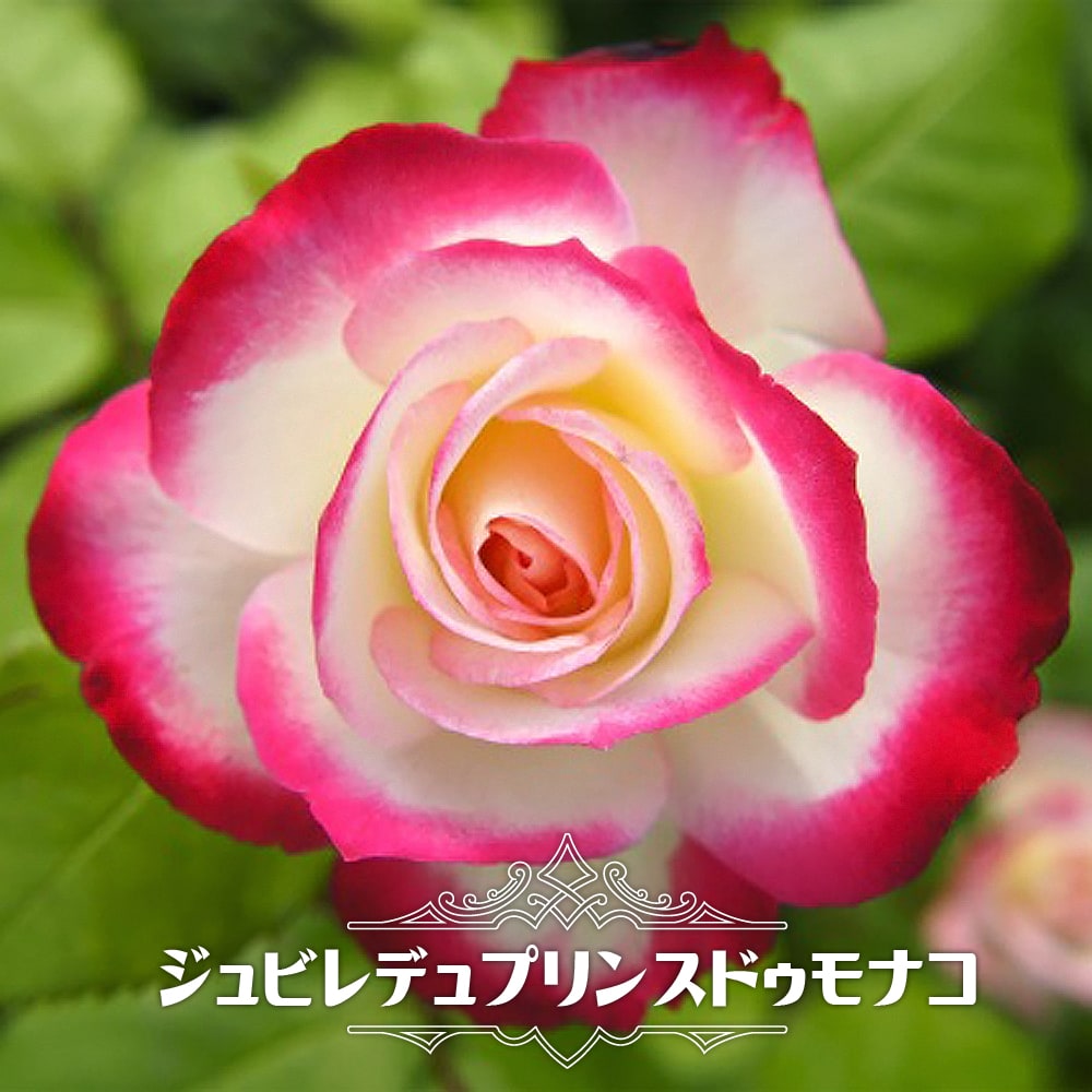 楽天市場】四季咲きバラ苗 【ジュビレデュプリンスドゥモナコ】 国産苗