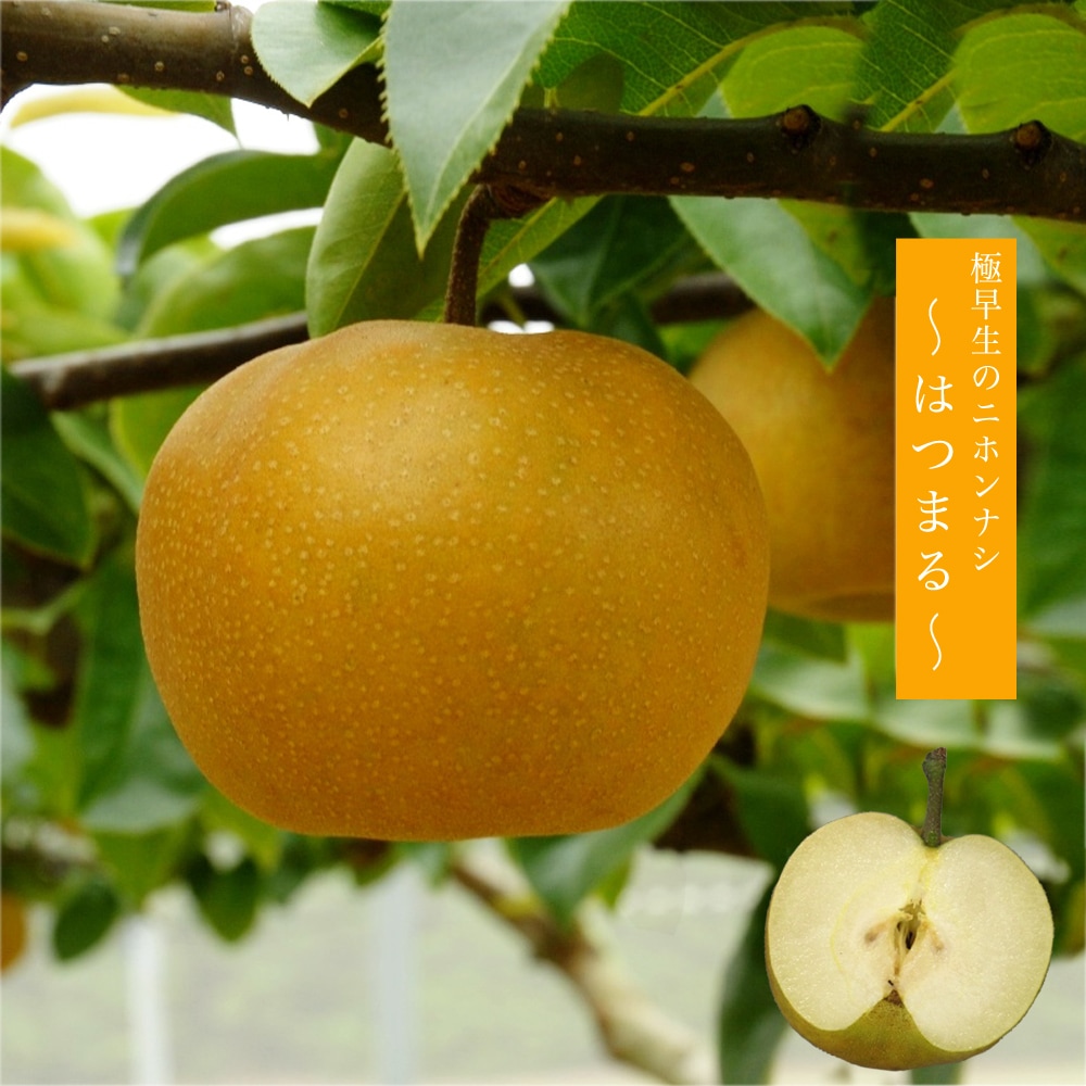 楽天市場】梨 苗木 【なるみ】 1年生接木苗 登録品種・品種登録