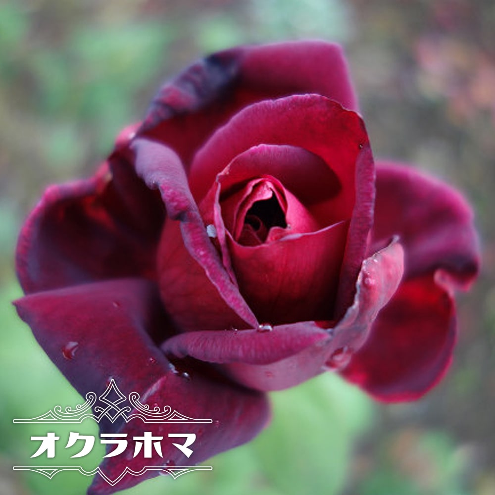 紫 薔薇 花 言葉 格安 41 割引 Saferoad Com Sa