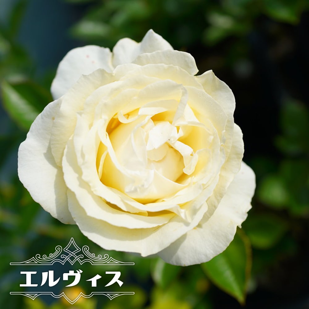 バラ苗 ｈｔ パスカリ 花立ち良く白色切花用種の定番です ６号 雨にも強く
