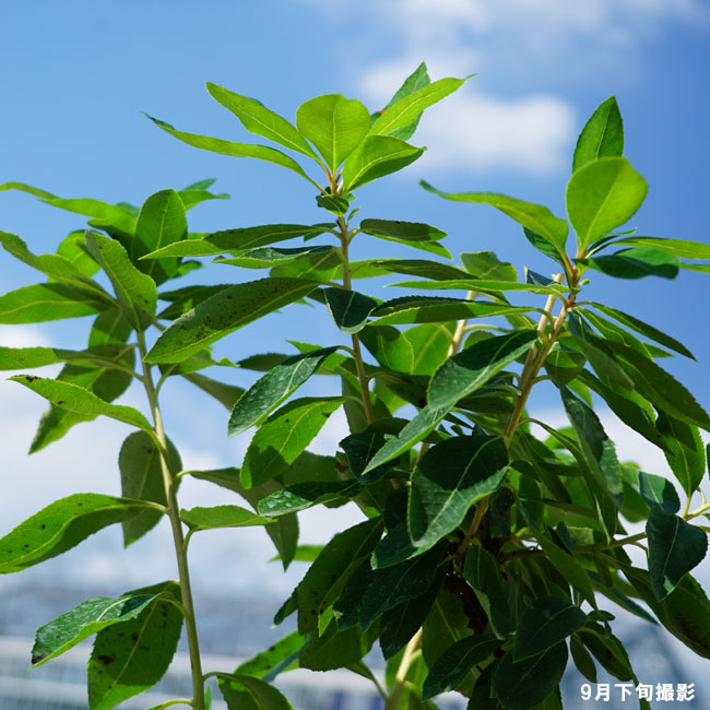 楽天市場 四季咲き ヒメイチゴノキ マリーナ ストロベリーツリー 大苗 苗木部 ｂｙ 花ひろばオンライン