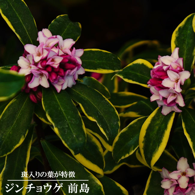 楽天市場 ジンチョウゲ 前島 6号鉢苗 苗木部 ｂｙ 花ひろばオンライン