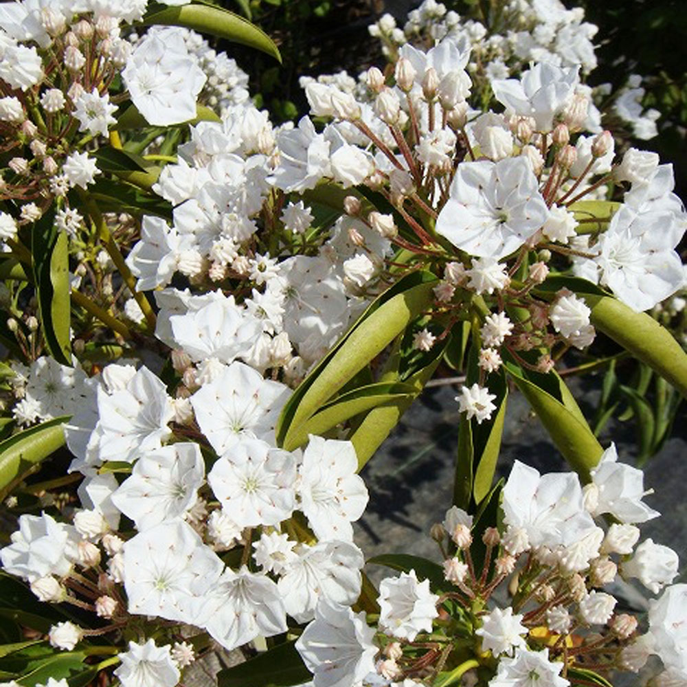 楽天市場 カルミア 白 スティールウッド 根巻き苗 低木 庭木 常緑樹 苗木部 ｂｙ 花ひろばオンライン