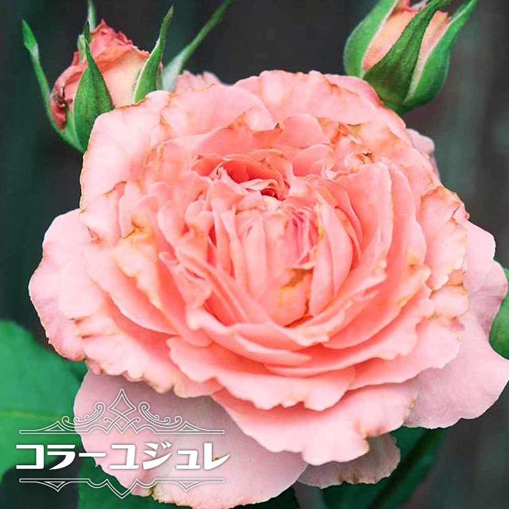 楽天市場 バラ苗 コラーユジュレ 大輪scl 河本バラ園 大苗 6号ポット 四季咲き ピンク バラ 苗 苗木部 ｂｙ 花ひろばオンライン