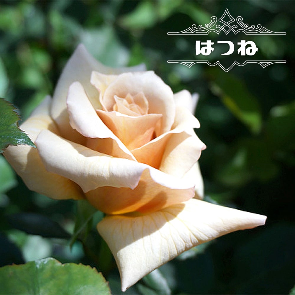 楽天市場】四季咲きバラ苗 【爽】 1年生新苗 登録品種・品種登録