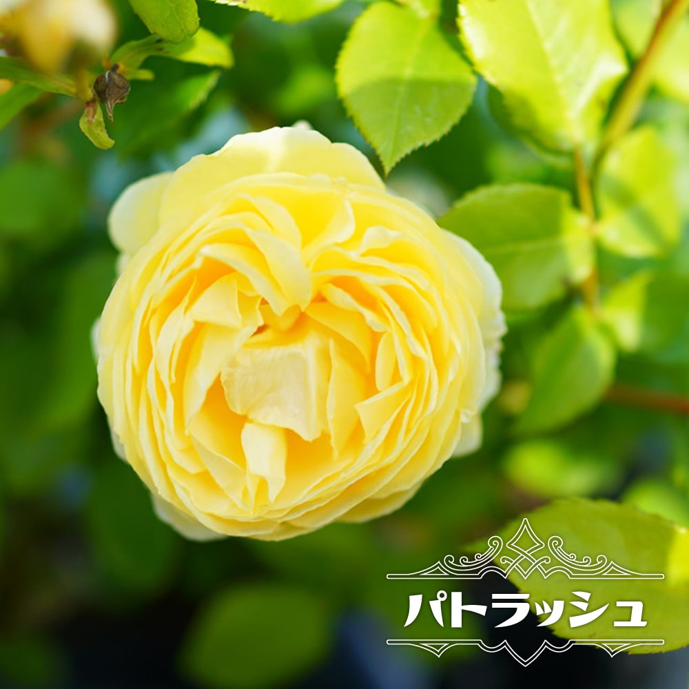 楽天市場】四季咲き強香バラ苗 【ザ・ポエッツ・ワイフ】 2年生 楽天市場】四季咲き強香バラ苗 【ザ・ポエッツ・ワイフ】 2年生