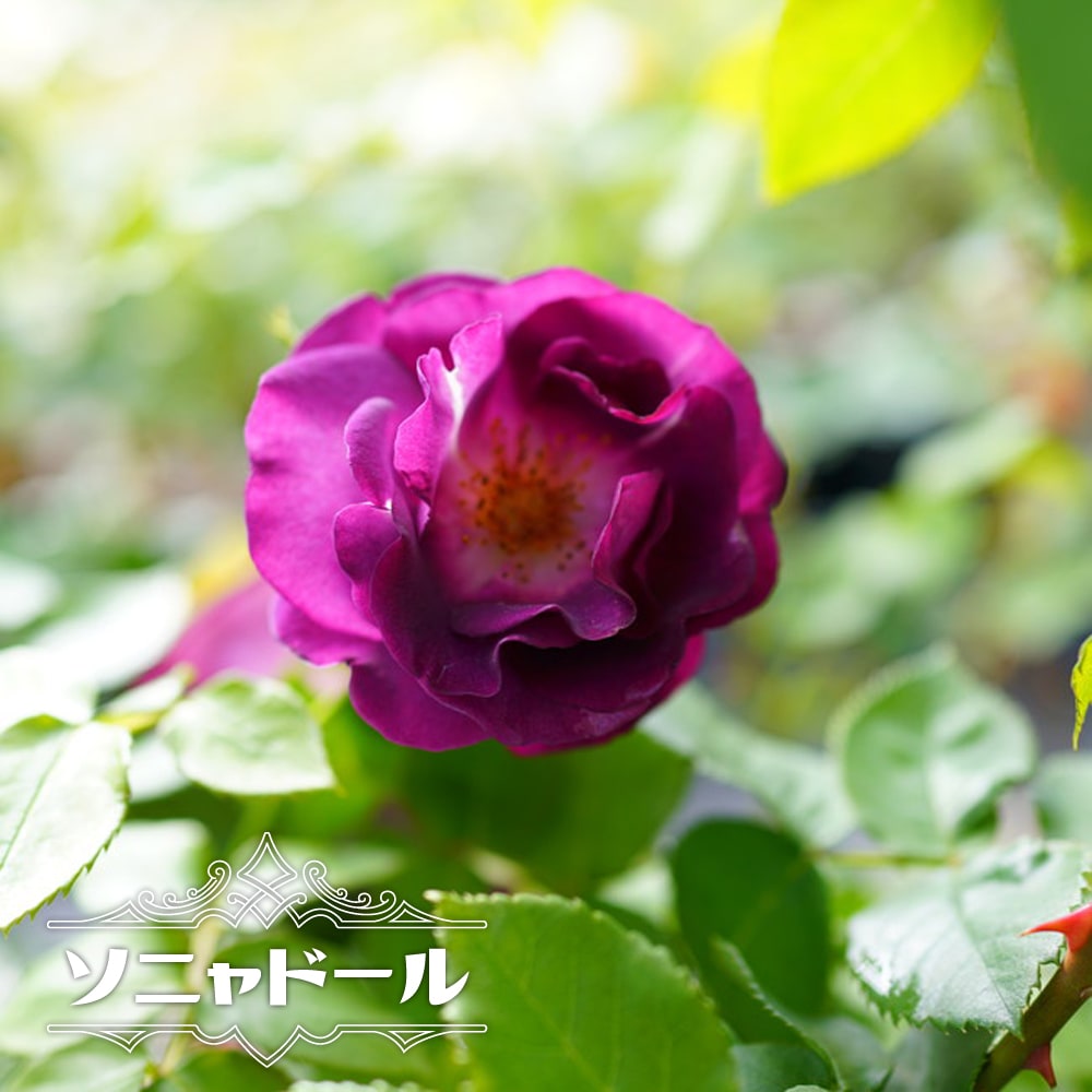 楽天市場 バラ苗 京成バラ サングリアナイト Fl 国産苗 大苗 6号ポット 苗木部 ｂｙ 花ひろばオンライン